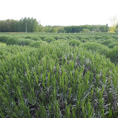 Phenomenal® Lavender