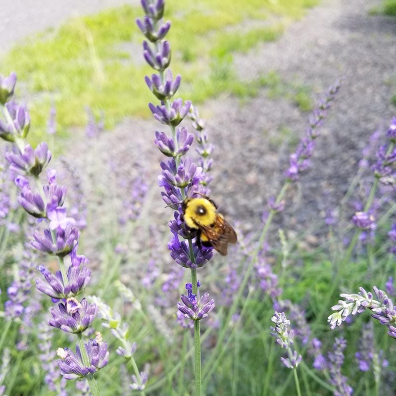 Phenomenal Lavender, Lavandula intermedia