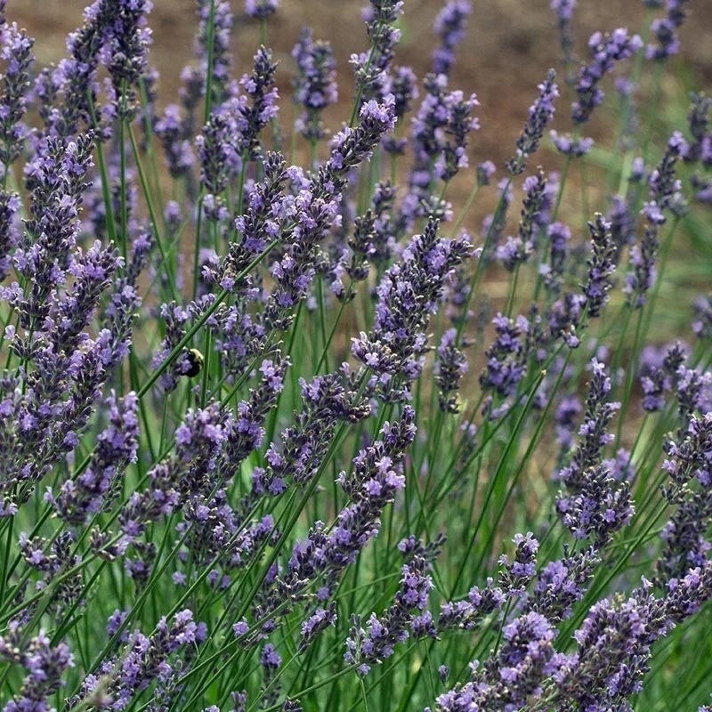 phenomenal lavender plants near me Phenomenal Lavender, Lavandula intermedia