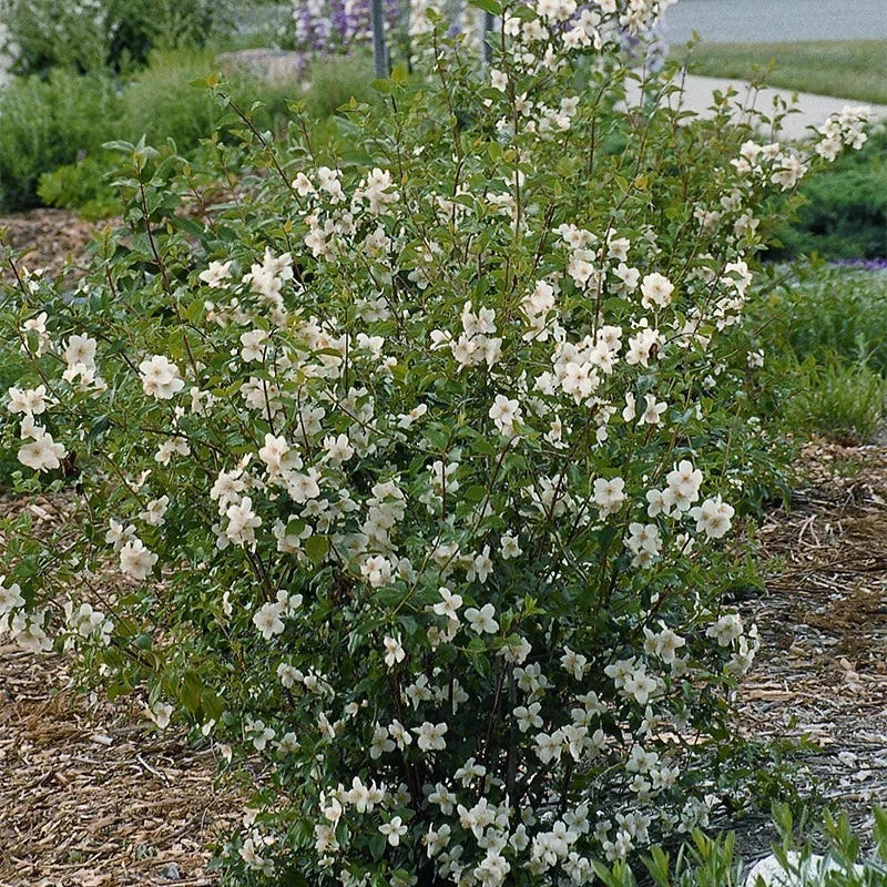 cheyenne succulent plant Cheyenne Mock Orange, Philadelphus