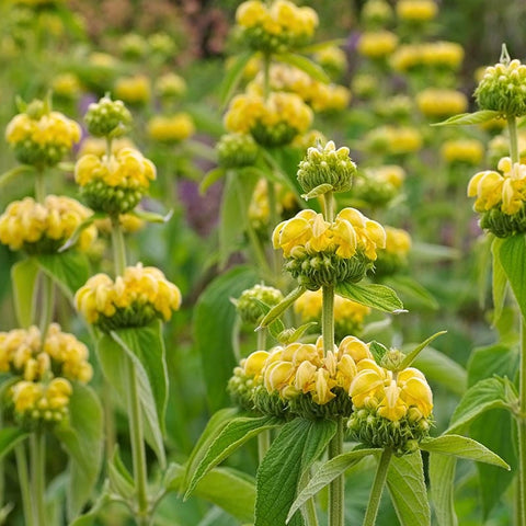 Phlomis russeliana, Hardy Jerusalem Sage