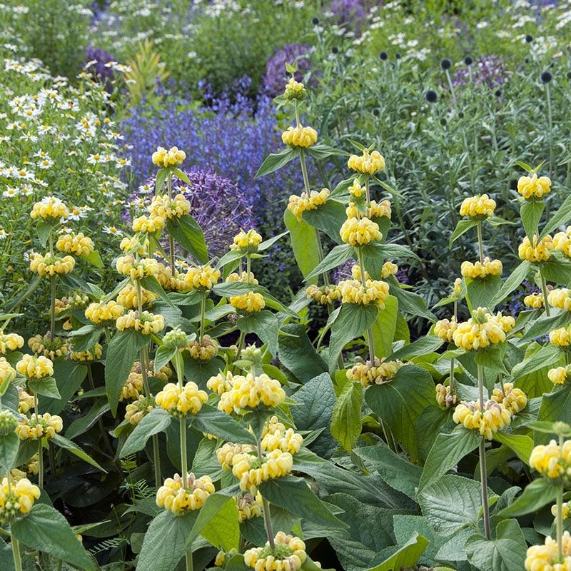 Hardy Jerusalem Sage (Phlomis)