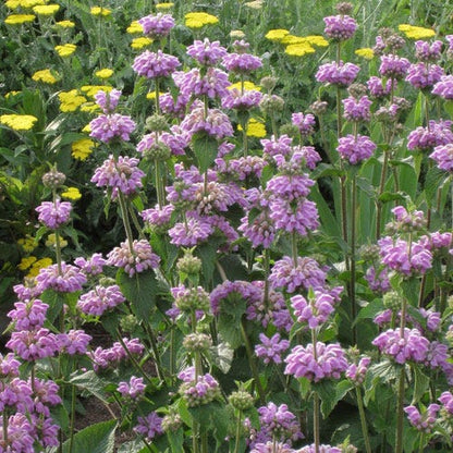 Kashmir False Sage (Phlomis)