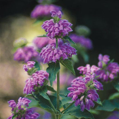 Kashmir False Sage (Phlomis)