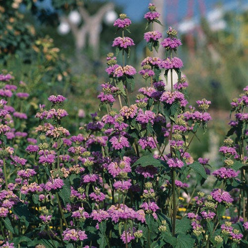 Kashmir False Sage (Phlomis)