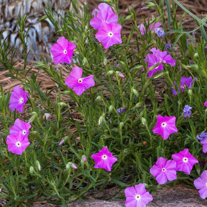 Perfect Pink Santa Fe Phlox