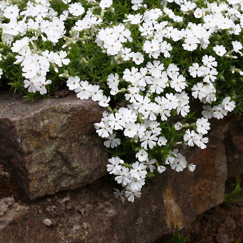 Snowflake Creeping Phlox, Phlox subulata | High Country Gardens