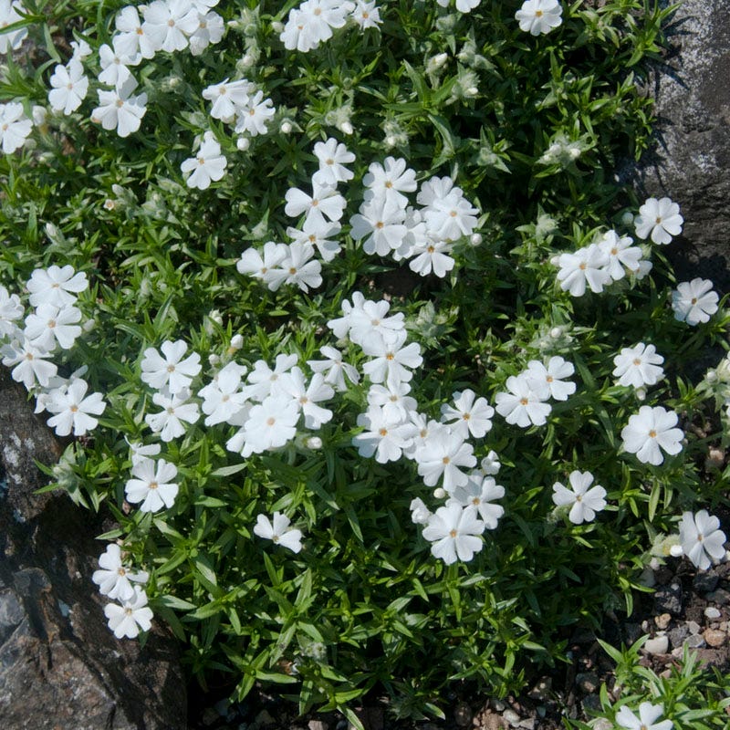 Snowflake Creeping Phlox, Phlox subulata | High Country Gardens