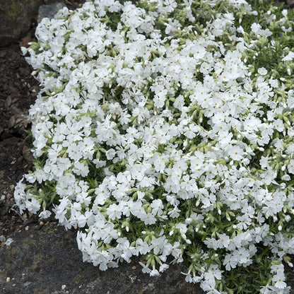 Snowflake Creeping Phlox