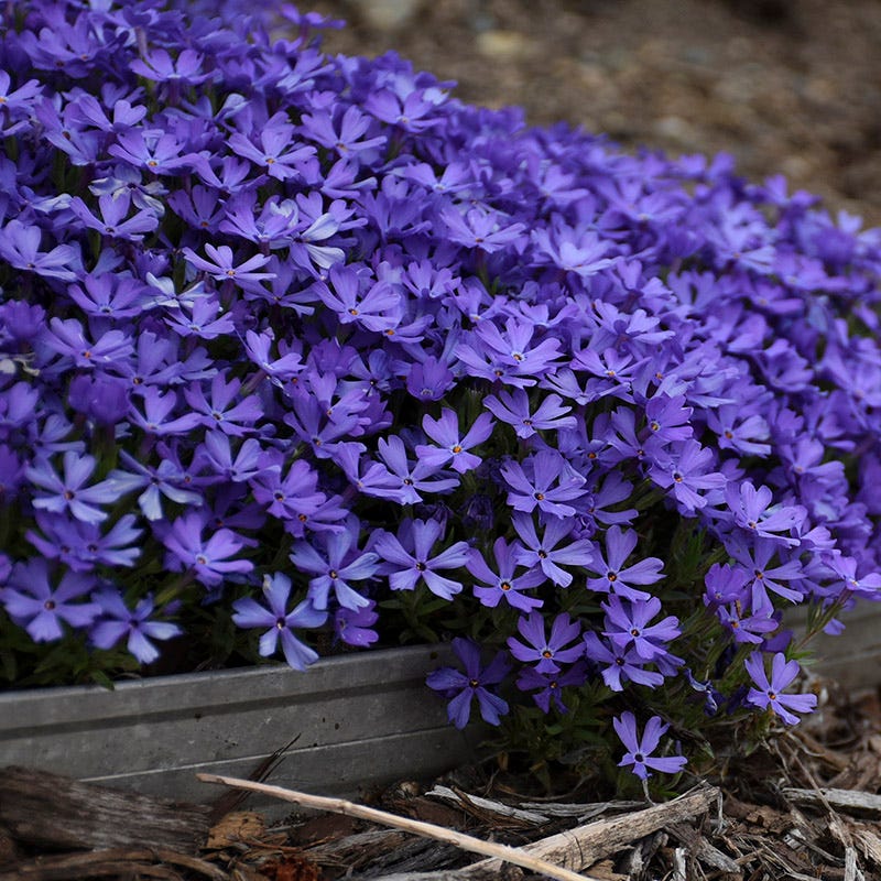 Violet Pinwheels Phlox