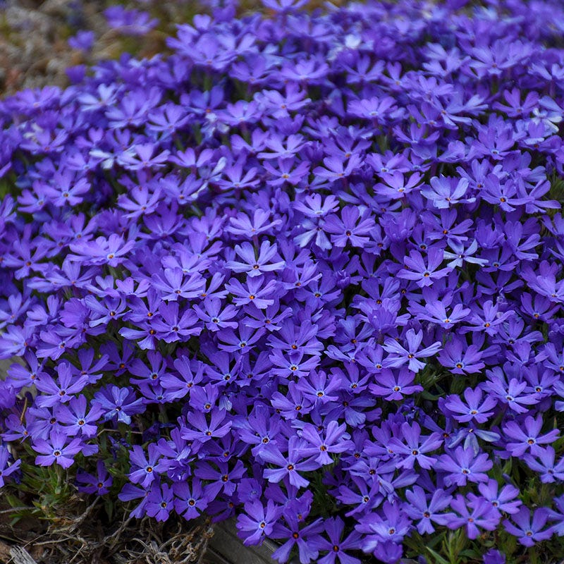 Violet Pinwheels Phlox