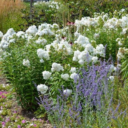 David Garden Phlox