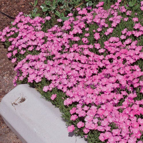 Perfect Pink Santa Fe Phlox, Phlox nana | High Country Gardens