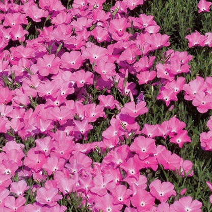 Perfect Pink Santa Fe Phlox