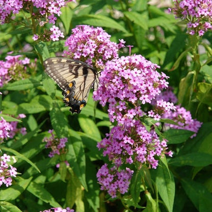 Rain Garden Pre-Planned Garden