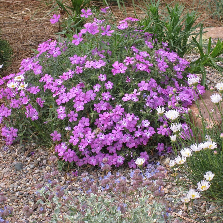 Prairie Phlox