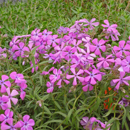 Prairie Phlox