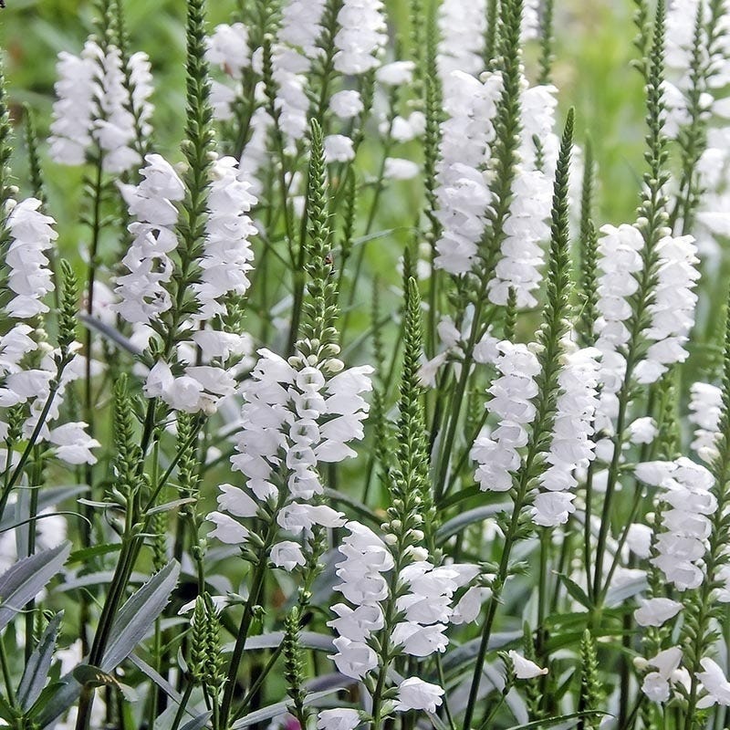 prayer plant white flowers Crystal Peak White Obedient Plant