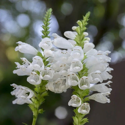 prayer plant white flowers Crystal Peak White Obedient Plant