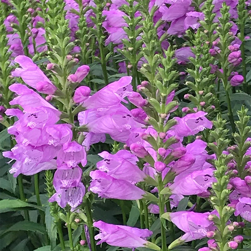 Vivid Obedient Plant