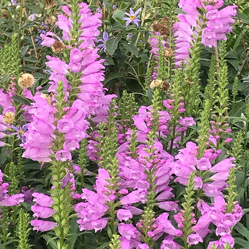 physostegia obedient plant Vivid Obedient Plant, Physostegia