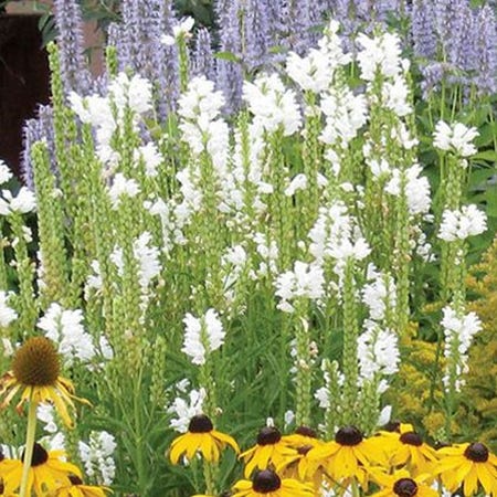 Rain Garden Pre-Planned Garden