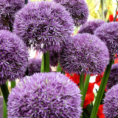 Pinball Wizard Allium