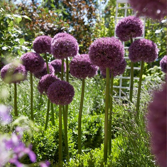 Pinball Wizard Allium