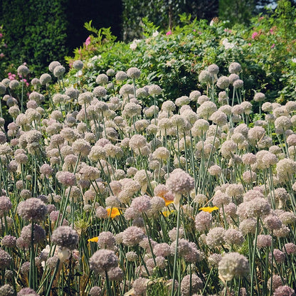The Sky's The Limit Bulb Collection