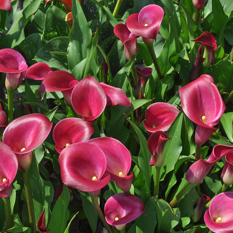 rocket lily flower Rocket Calla Lily Bulbs, Zantedeschia