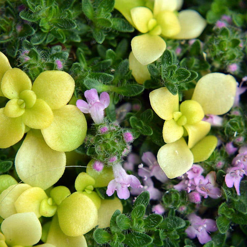 Pink Chintz Creeping Thyme