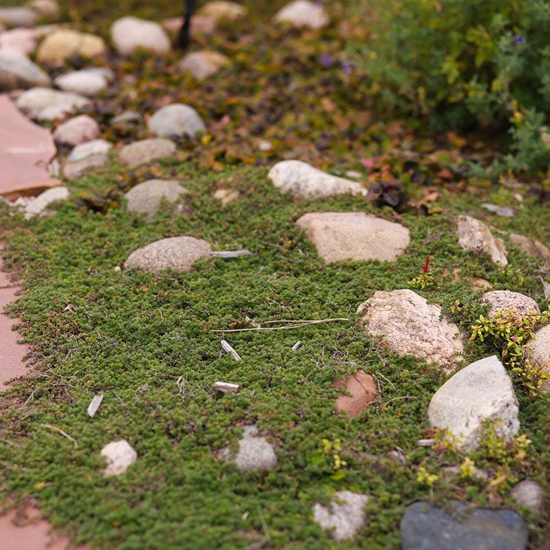 Pink Chintz Creeping Thyme