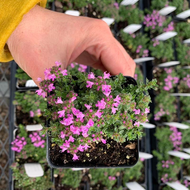 creeping succulent pink flowers Pink Chintz Creeping Thyme, Thymus Pink Chintz