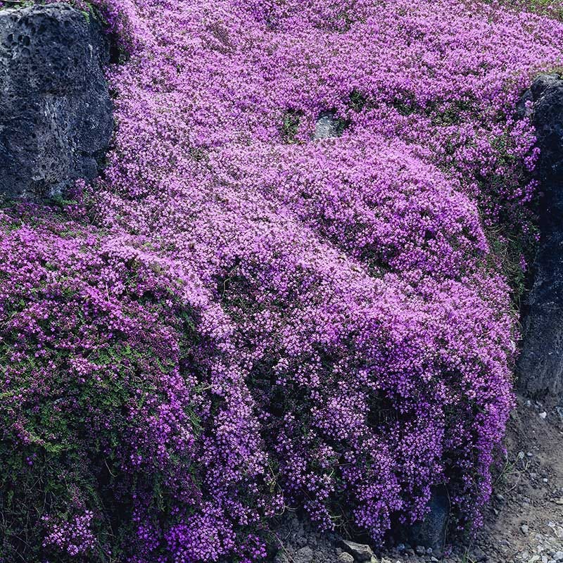 Pink Creeping Thyme