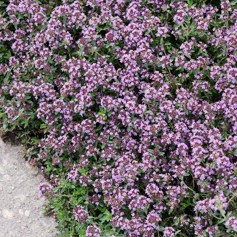 High Country Gardens Creeping Thyme - Thumbnail 2