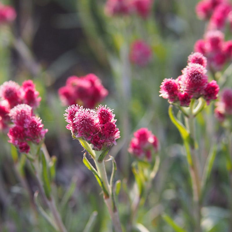 Pink Pussytoes (Antennaria dioica 'Rubra') - Thumbnail 2