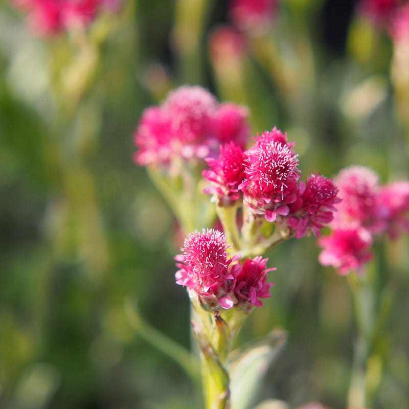 Pink Pussytoes (Antennaria)
