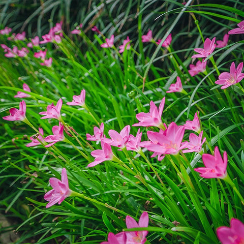 rain lily flower Pink Rain Lily Bulbs, Zephyranthes Pink, Fairy Lilies