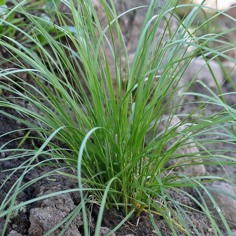 Pixie Fountain Tufted Hair Grass