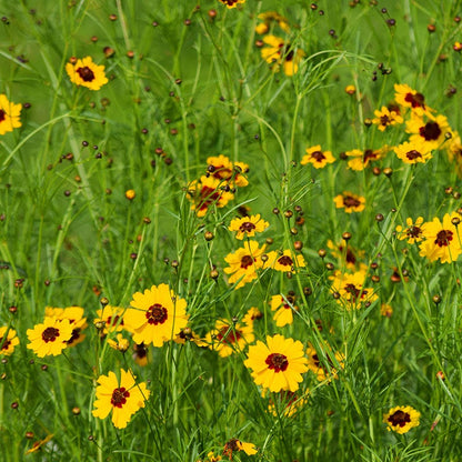 Plains Coreopsis Seeds
