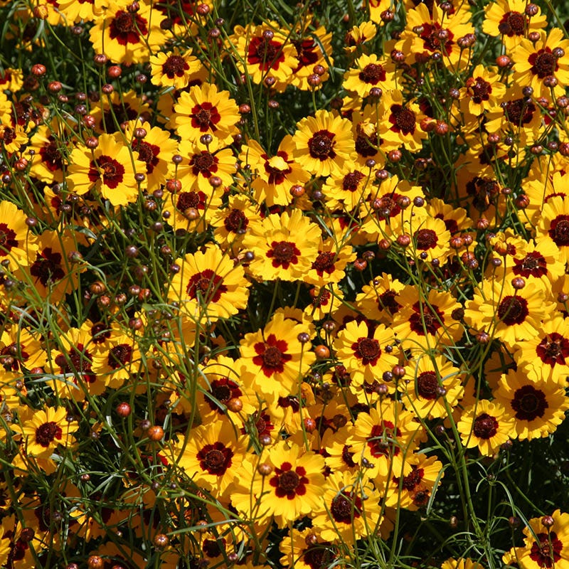 Plains Coreopsis Seeds
