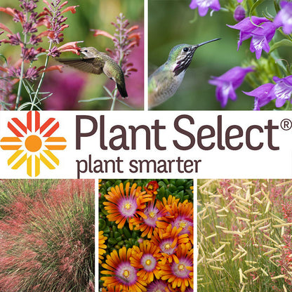 Plant Select® Waterwise Perennial Collection