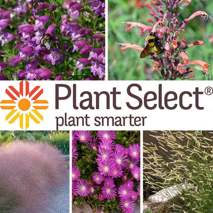 Plant Select® Waterwise Perennial Collection