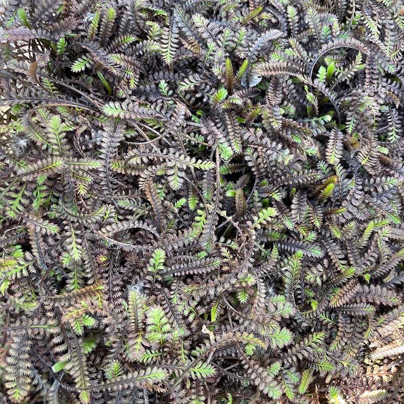 High Country Gardens Platt's Black Brass Buttons - Thumbnail 2