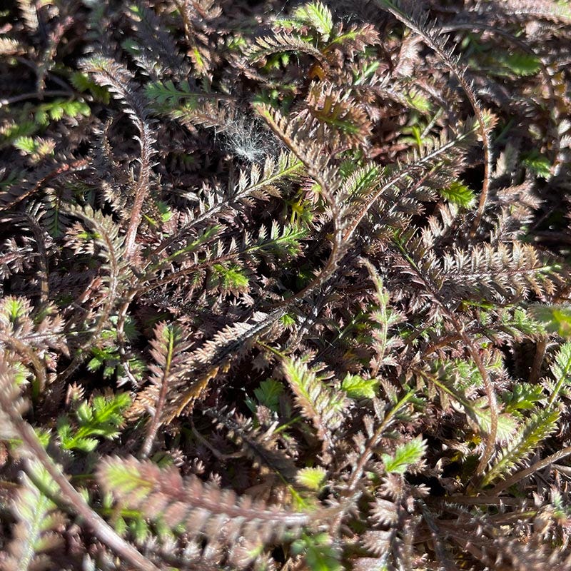 Platt's Black Brass Buttons (Leptinella)