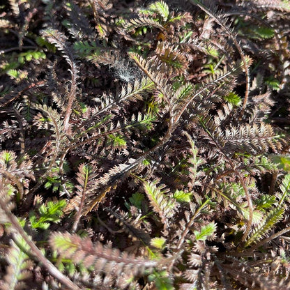 Platt's Black Brass Buttons (Leptinella)