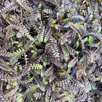 Platt's Black Brass Buttons (Leptinella)