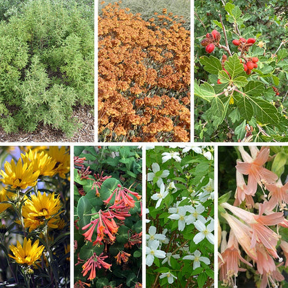 Native Pacific Northwest Songbird Pre-Planned Garden