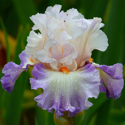 Polite Applause Bearded Iris