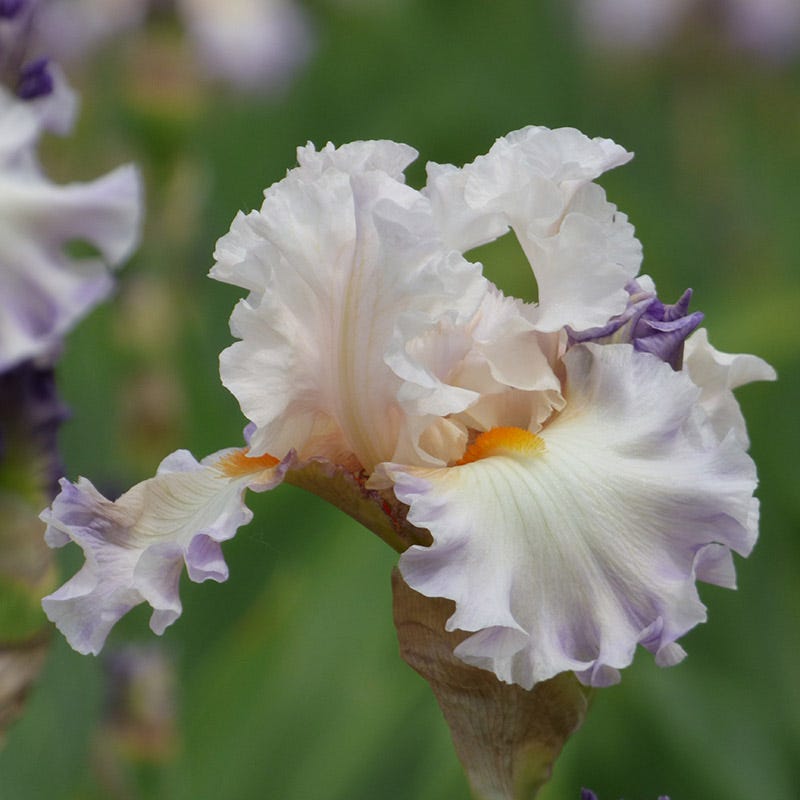 Polite Applause Bearded Iris - Thumbnail 2